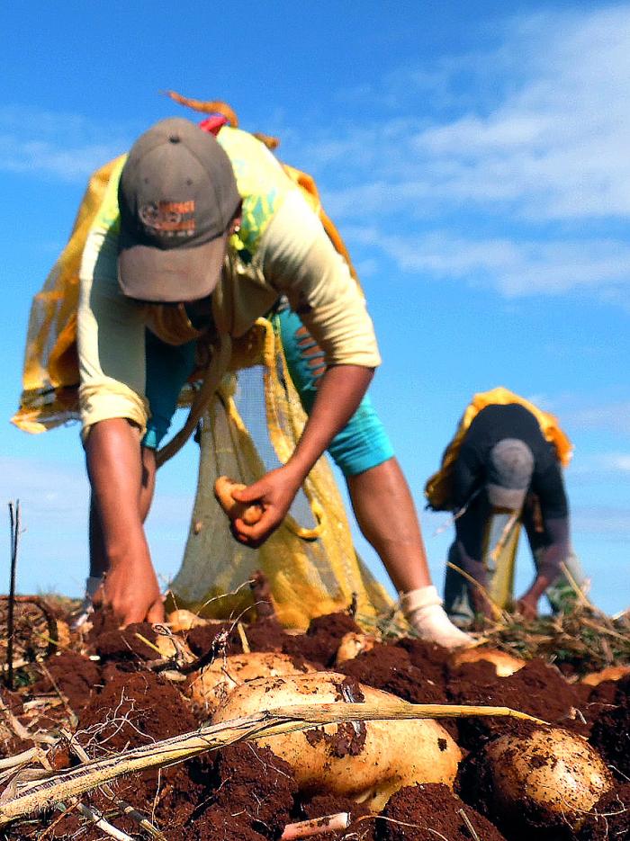 agricultura