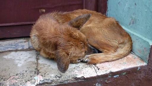 Maltrato a animales en Mayabeque