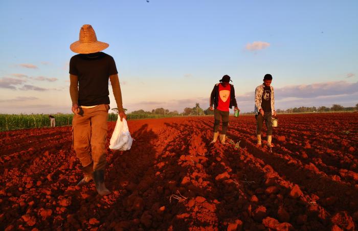 trabajo voluntario convocada en todo el país en saludo a la victoria de Girón.