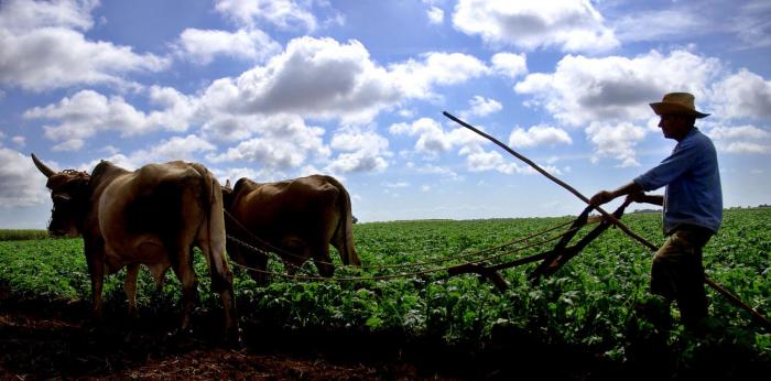 Es preciso buscar soluciones efectivas que permitan apoyar a los agricultores. foto: José M. Correa