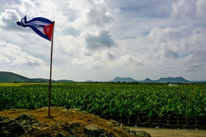 plantación de plátano