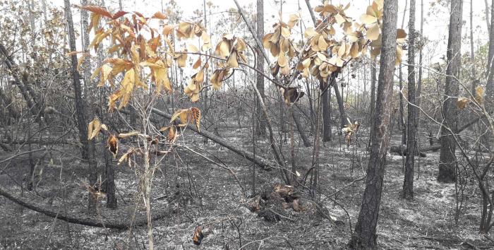 Se comprobó que el fuego está apagado completamente y no existe el riesgo de que vuelva a propagarse.
