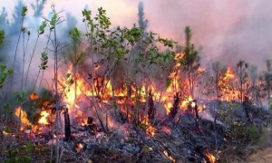 Incendio Forestal en Pinar del RÍO