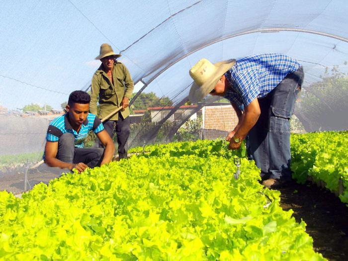 Agricultura Urbana