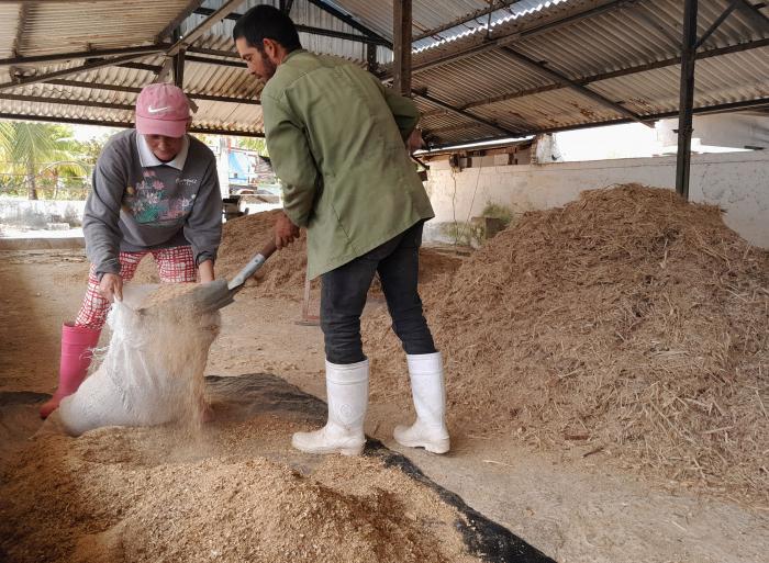 Todos conocen los componentes del pienso criollo, y se esmeran en garantizar la mezcla óptima.