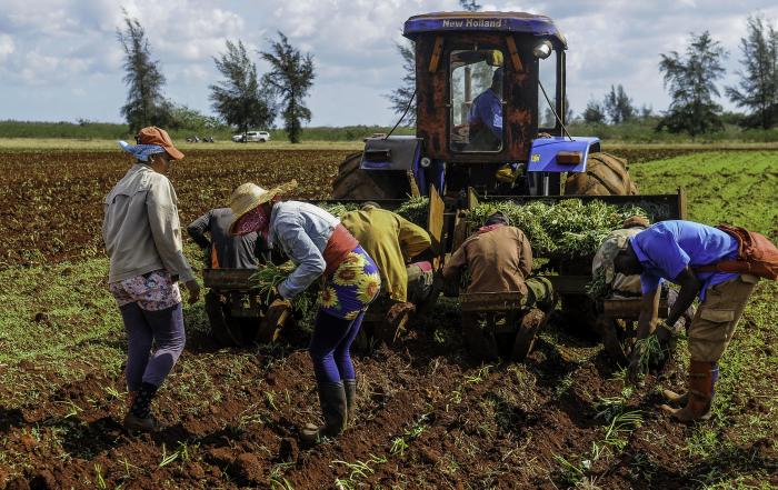 De multiplicar los incentivos a la producción nacional, especialmente de alimentos, trató también el Consejo de Estado. foto: josé m. correa