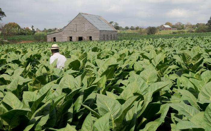 XIX Festival del Habano 2017,vega de tabaco