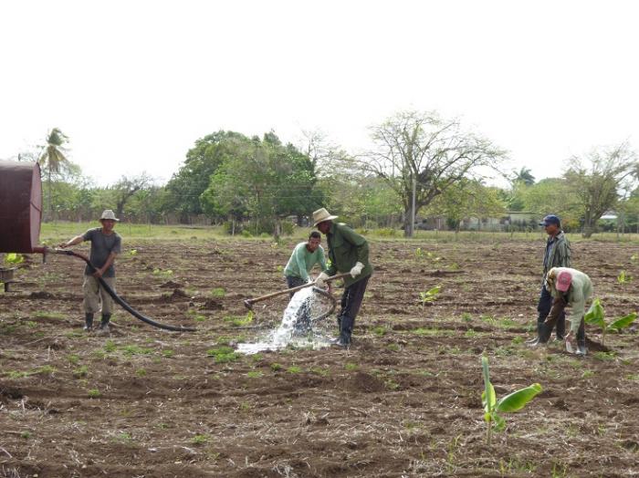 En estos momentos se encuentran casi 500 solicitudes para la adquisición de tierras en usufructo 
en estado de revisión. Foto: Leidys M. Labrador