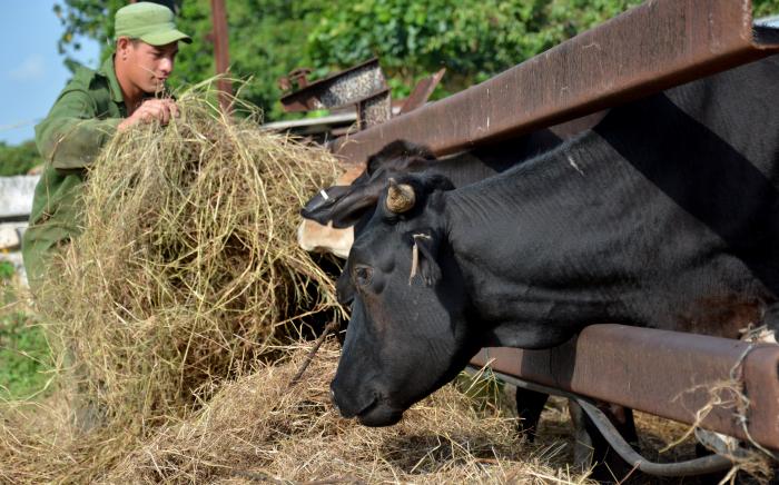 Se han detectado deficiencias, indisciplinas e ilegalidades en la posesión, uso y explotación de la tierra y de la masa ganadera. foto: Ricardo López Hevia 	