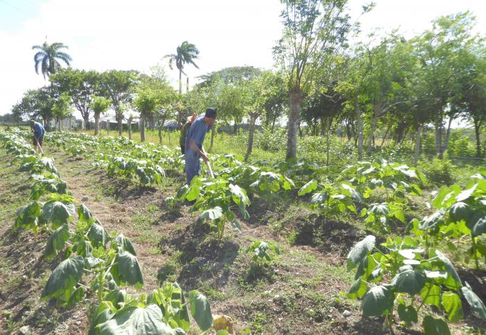 Continúa siendo un reto para este país, eminentemente agrícola, elevar sus producciones. 
FOTO: Miguel Febles Hernández