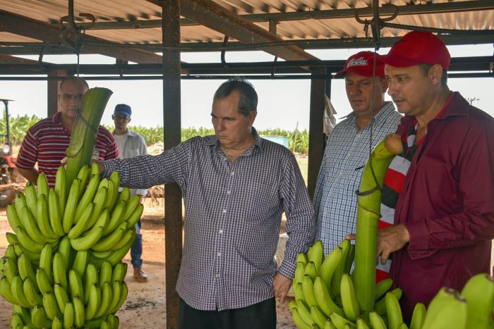 Monteagudo Ruiz observa, in situ, la recuperación de las producciones de plátano, el fruto insignia de La Cuba
