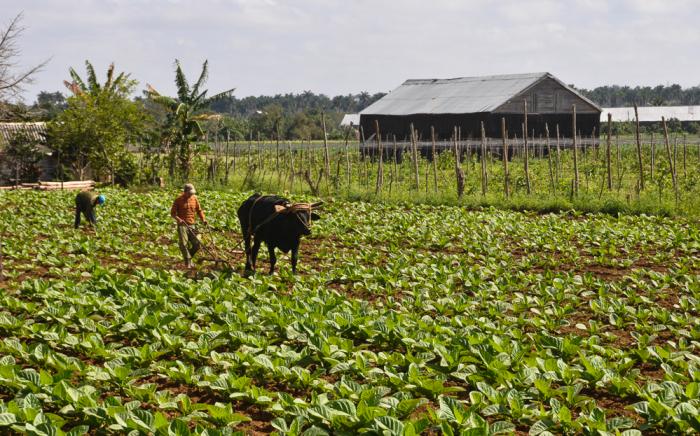 Vegas de tabaco en San Juan y Martínez, Pinar del Rio, el 24 de febrero de 2015
AIN FOTO/Marcelino VAZQUEZ HERNANDEZ/sdl