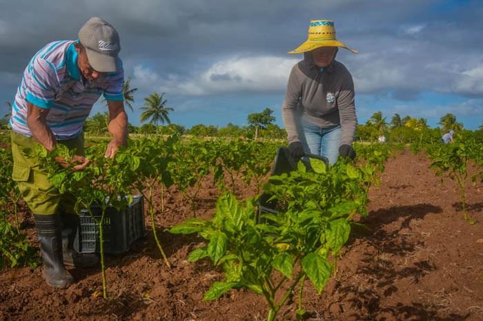 El Decreto Ley 76 De las Cooperativas Agropecuarias, las define como una asociación voluntaria de 
personas para la satisfacción de necesidades económicas, sociales y culturales de sus miembros. Foto: ACN