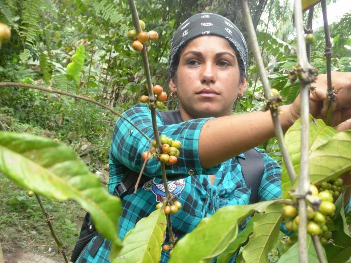 En manos de mujer está una parte de la cultura cafetalera que le da vida al café con Denominación de origen. foto del autor	