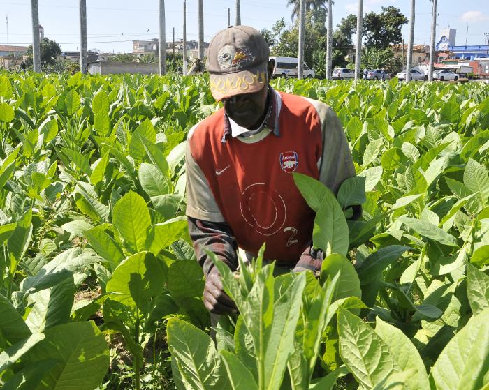 Cega de tabaco en San Juan y Martinez