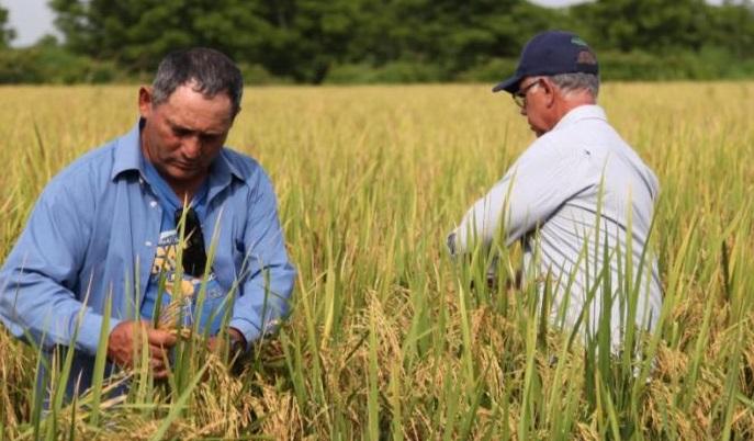  La Estación Experimental de Granos de La Sierpe ha logrado más de 60 variedades de arroz