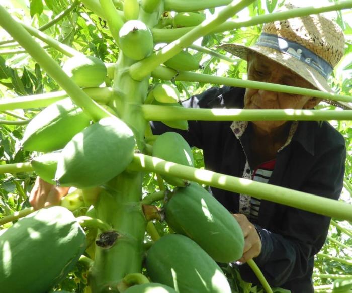 A mano, y con sumo cuidado, Isabel deshija las matas de frutabomba.