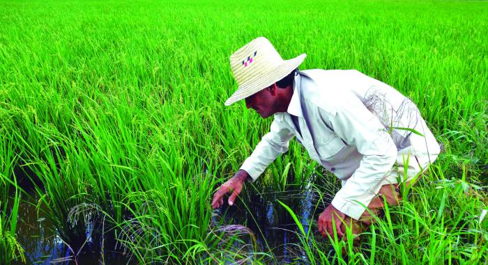 El país realiza enormes esfuerzos para garantizar cada mes el arroz 
de la canasta familiar normada. foto: Modesto Gutiérrez