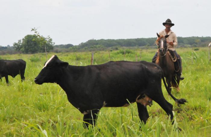 Se ha incrementado en un 8 % el registro de nacimientos luego del control. foto: Juan Carlos Dorado 	