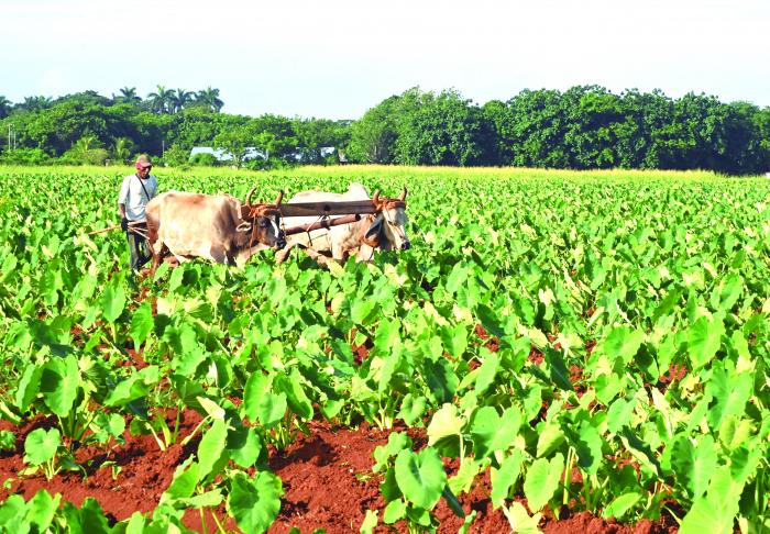 La producción de alimentos es una tarea de seguridad nacional. foto: estudios revolución