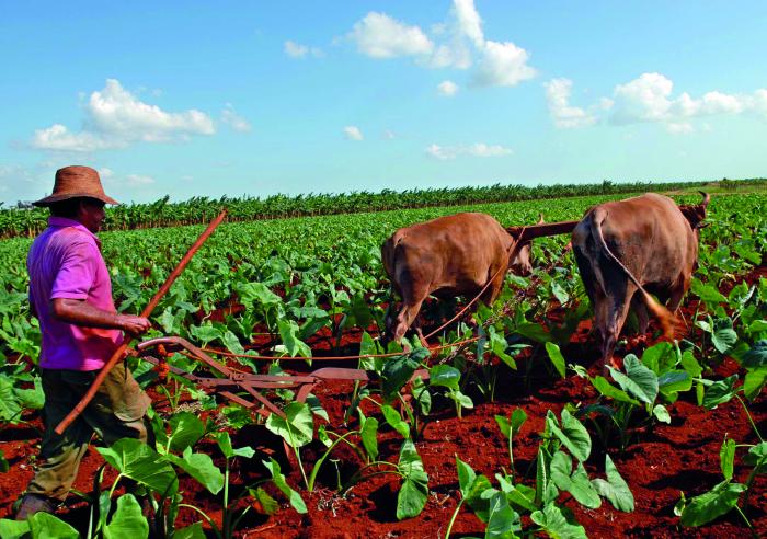Nerea es utilizado para producir semilla certificada de malanga, plátano y otras viandas. Foto: Jorge Luis González álvarez
Agri1336
