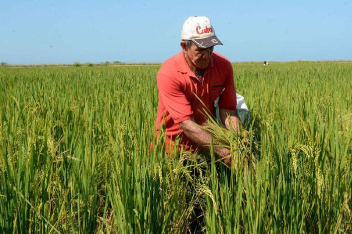 Marrero Cruz indagó por la posibilidad de que municipios como Vertientes se autoabastezcan de arroz para la canasta familiar normada. foto: Rodolfo Blanco Cué	

