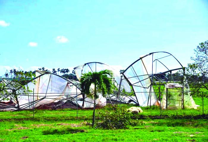 En el Instituto de Investigaciones Hortícolas Iiana Dimitrova, las principales afectaciones se concentran 
en cuatro casas de cultivo. foto: Estudios Revolución
