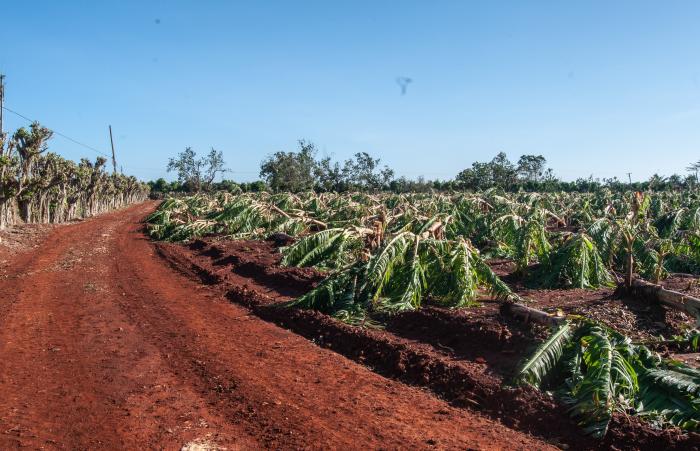 Finca Los Honduras. La matas de platanos fueron arrasadas tras el paso del Huracan Rafael