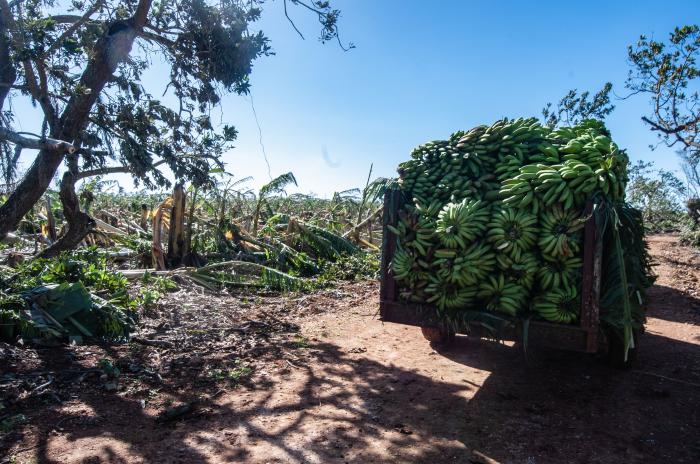 Labores de recuperacion en la agricultira de Alquizar. Finca Dolores. . Cosecha de plátano que fue recuperada  tras el paso del Huracán Rafael