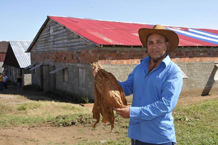 El productor cienfueguero siembra un tabaco de calidad reconocida.