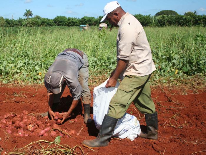 El llamado es a incrementar las producciones de cultivos de ciclo corto. foto: Rommell González Cabrera 	