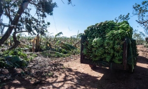 El Huracán Rafael dejo daños en las infraestructura de la Finca San Andrés.