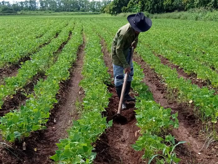 El Jefe de Estado habló sobre la necesidad de trabajar «por el ordenamiento en el uso de la tierra». 
foto: Armando Sáez	
