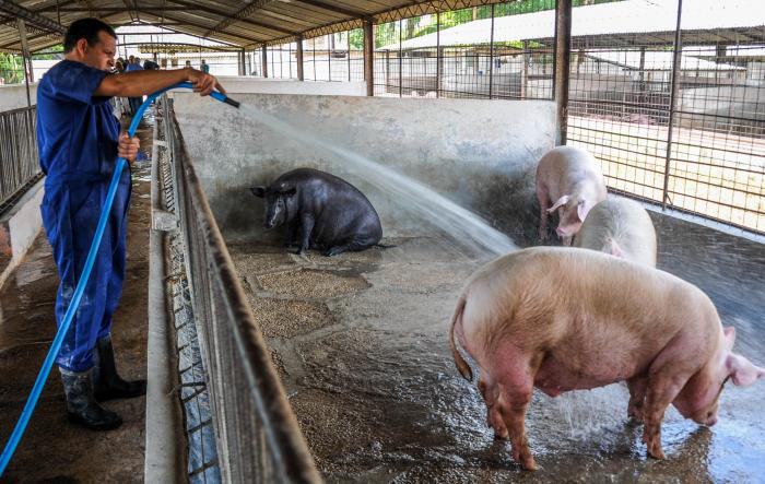 produccion porcina, cerdos