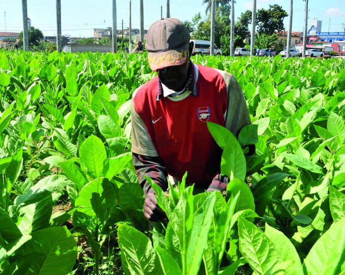 XXIV Festival del Habano 2024,vega de tabaco en San Juan y Martinez