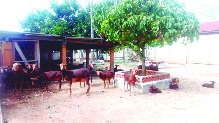 El ganado ovino también se fomenta en esta finca agropecuaria. fotos: luis a. portuondo