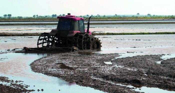 El mayor estímulo que tiene sembrar arroz hoy es la enorme demanda en el mercado 
interno. foto del autor