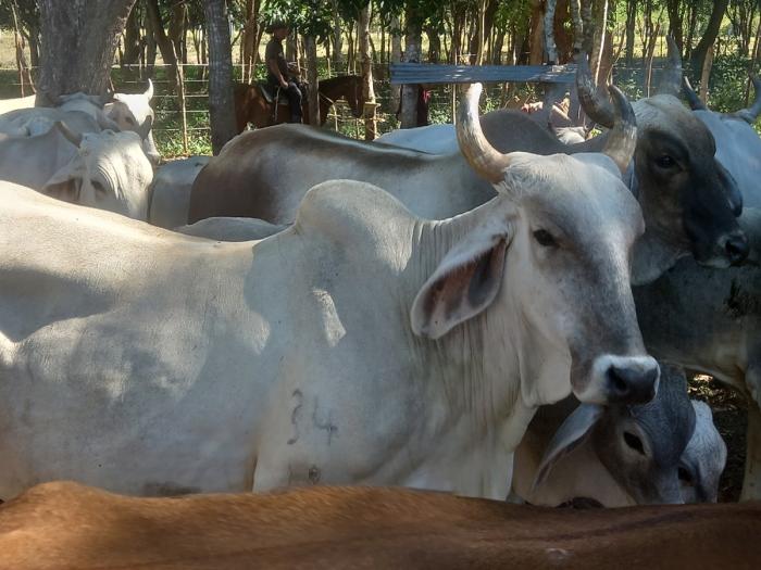 La cebú es una raza resistente, con capacidad única para adaptarse a las condiciones climáticas y geográficas. FOTO DEL AUTOR