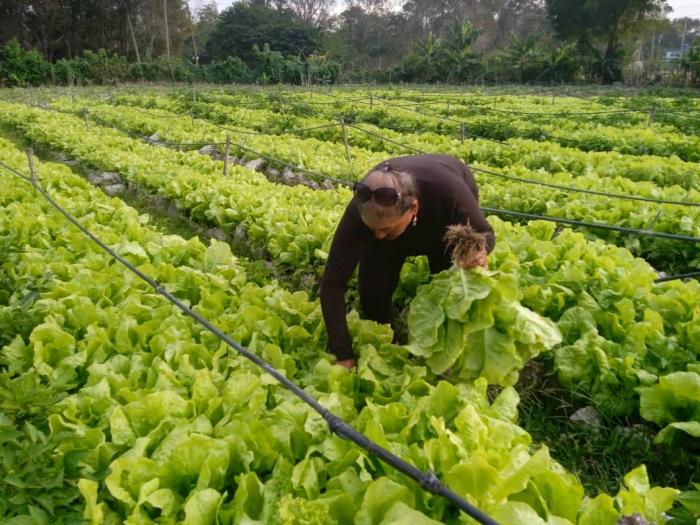 Hay quienes producen sus propias semillas, a fi n de rebajar los costos. FOTO: JOSÉ M. CORREA