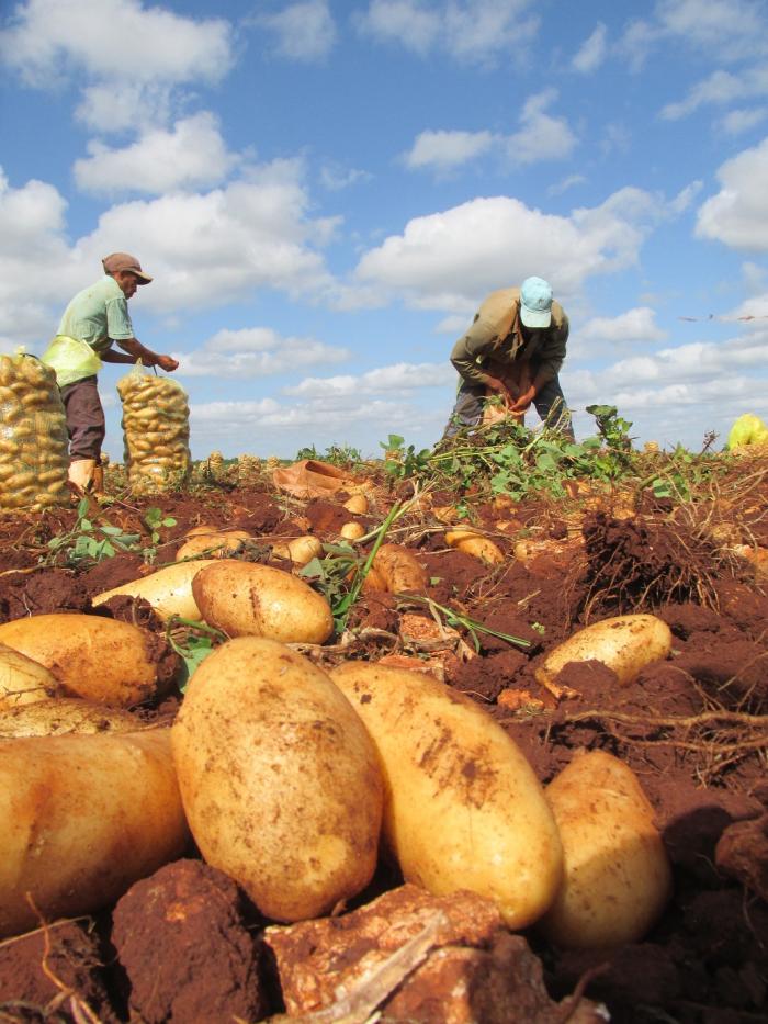 Se prevé llegar a casi todos los municipios avileños, con una parte de las dos primeras libras. foto: Ortelio González Martínez
