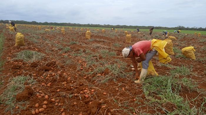 En estos momentos transcurre la cosecha de papa, en la Empresa Agropecuaria Horquita. Foto del autor