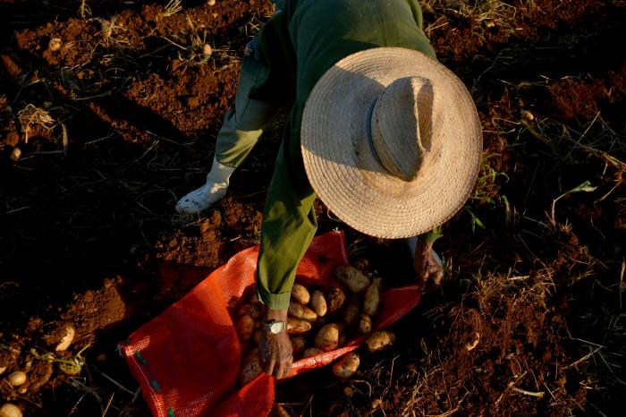 Recogida de Papa. Guines Mayabeque campesinado