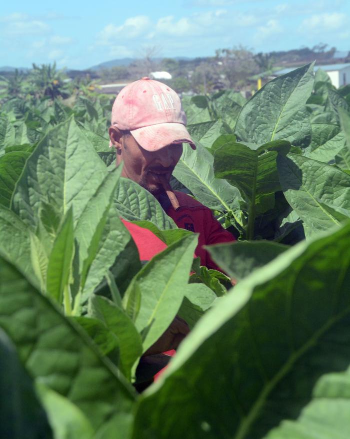 XXV Festival del Habano,vega de tabaco.