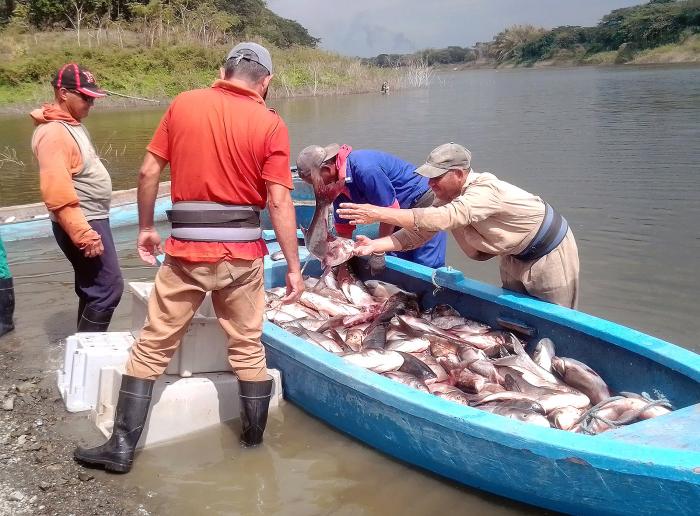 Los acuicultores espirituanos les siguen extrayendo toneladas de peces a los ríos y embalses. FOTO DEL AUTOR