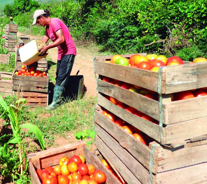 Tomate ha 3019, variedad híbrida, nueva, dicen que promete. foto del autor