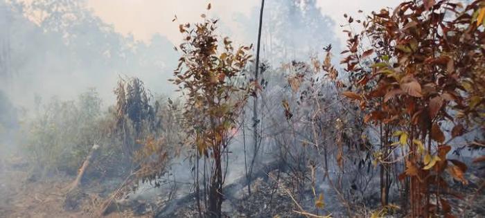 Incendio Forestal en Pinar de Río 