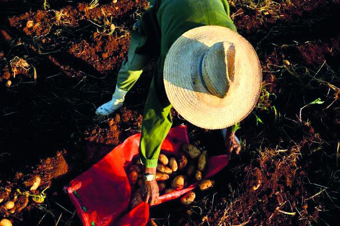 campesino