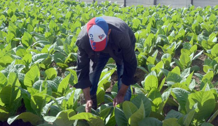 XXV Festival del Habano,vega de tabaco.