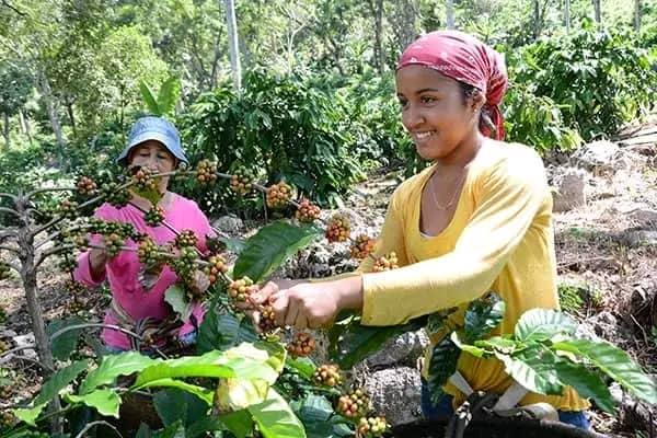 Incrementar tanto la producción de café en la montaña como la calidad del grano, fueron constituye un imperativo.