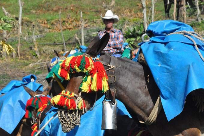 Granma revivirá tradiciones arrieras 